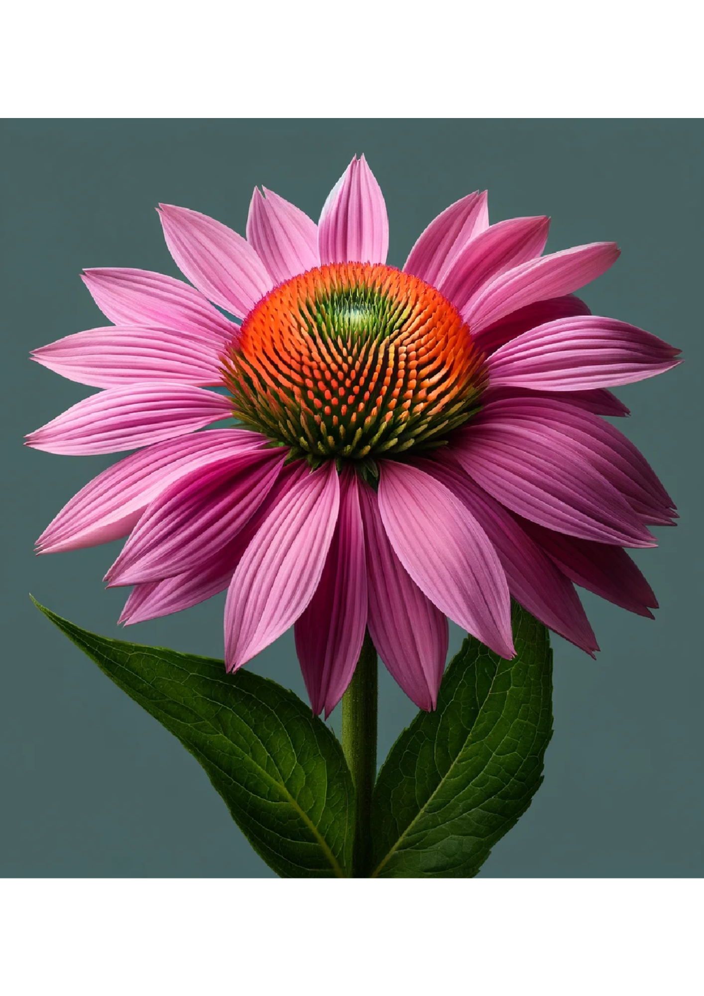 Papel de arroz para decoupage Echinacea Full Cat No. 1066