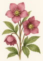 Rice Paper For Decoupage Pink Hellebores Full Cat. No. 4498