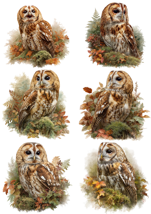 Rice Paper For Decoupage Tawny Owl Collage Cat. No. 4876