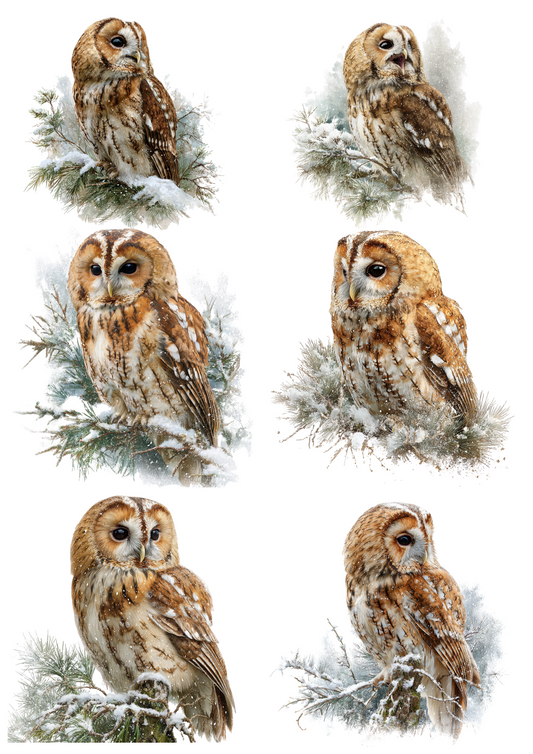 Rice Paper For Decoupage Tawny Owl Collage Cat. No. 4877