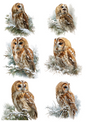 Rice Paper For Decoupage Tawny Owl Collage Cat. No. 4877