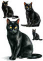 Rice Paper For Decoupage Black Cat Collage Cat. No. 4888