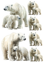Rice Paper for Decoupage Polar Bears Collage Cat. No. 4923