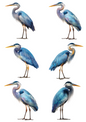 Rice Paper for Decoupage Blue Heron Collage Cat. No. 4951