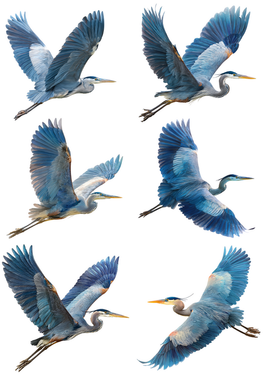 Rice Paper for Decoupage Blue Heron Collage Cat. No. 4952