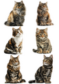 Rice Paper For Decoupage Cat Cat. No. 4975