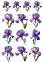 Rice Paper For Decoupage Purple Iris Collage Cat. No. 5027