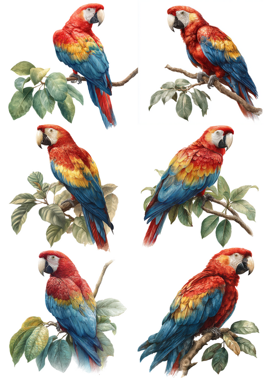 Rice Paper For Decoupage Macaw Parrot Collage Cat. No. 5058