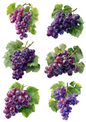 Rice Paper For Decoupage Grape Branches Collage Cat. No. 5065