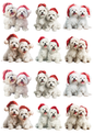 Rice Paper For Decoupage Maltese Dog in Christmas Hat Collage Cat. No. 5139