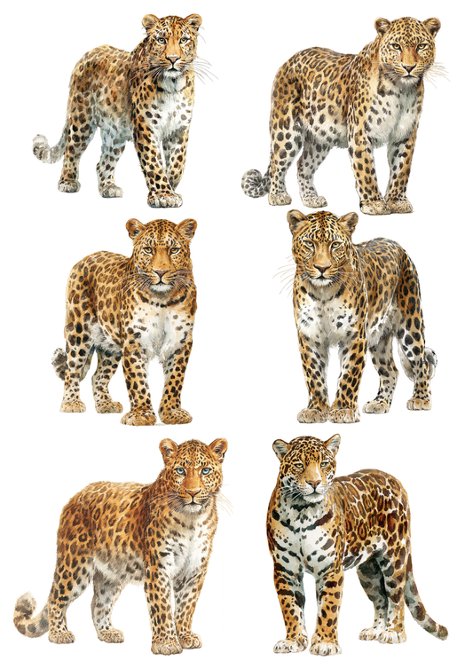 Rice Paper For Decoupage Majestic Leopard Collage Cat. No. 9755