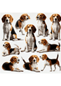 Rice Paper For Decoupage Beagle Dog Mix Full Cat. No. 3092