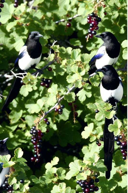 Rice Paper For Decoupage Magpies On Blackcurrant 2 Full Cat No. 802