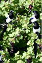 Rice Paper For Decoupage Magpies On Blackcurrant 2 Full Cat No. 802
